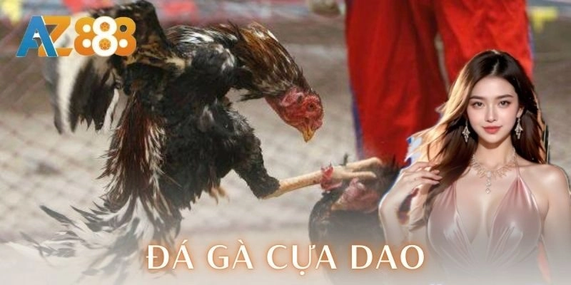 Đá gà cựa dao | Trận chiến kịch trần của dân chơi 3 Tại sao chọn nền tảng để cá cược